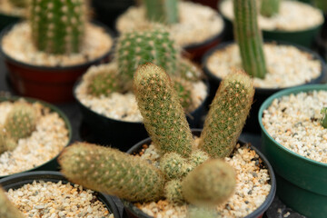 Lady finger cactus mammillaria elongata golden star lace decorative house plant