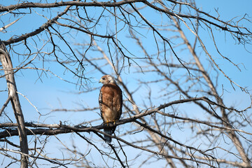 Bird of Prey Hunting 
