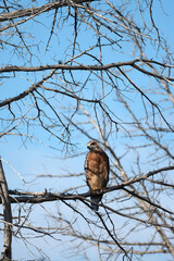Bird of Prey Hunting 