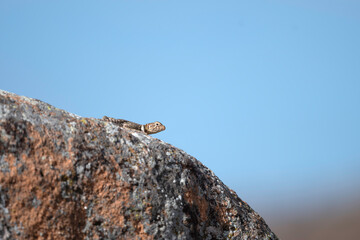 climber on the rock