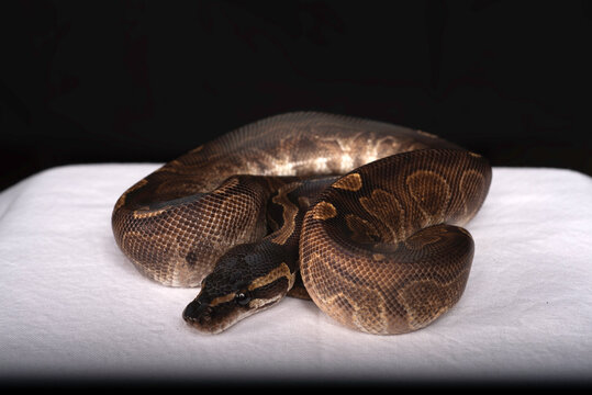 Ball Python for Sale 