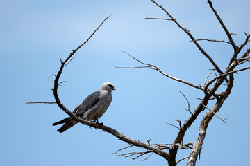 Bird of Prey Hunting 