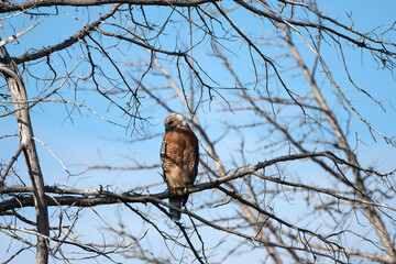 Bird of Prey Hunting 