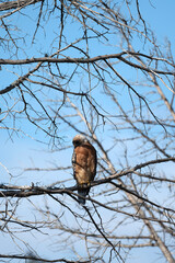 Bird of Prey Hunting 