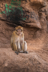 Singe marocain