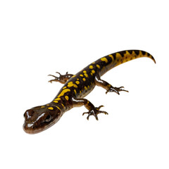 Obraz premium lizard with transparent background PNG and JPEG image 