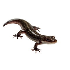 Fototapeta premium lizard with transparent background PNG and JPEG image 