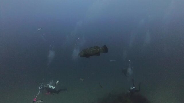 4k video of an Atlantic Goliath Grouper (Epinephelus itajara) in Jupiter, Florida, USA