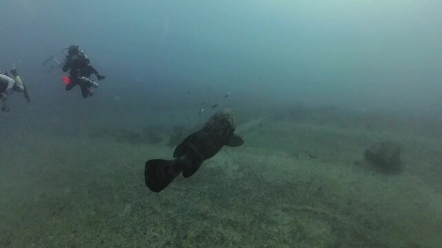 4k video of an Atlantic Goliath Grouper (Epinephelus itajara) in Jupiter, Florida, USA