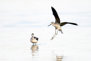 Common greenshank (tringa nebularia)