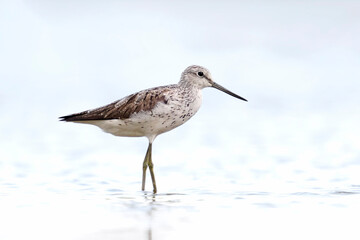 Common greenshank (Tringa nebularia)