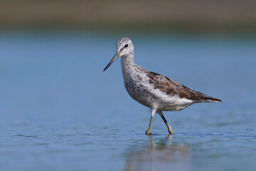 Common greenshank (Tringa nebularia)