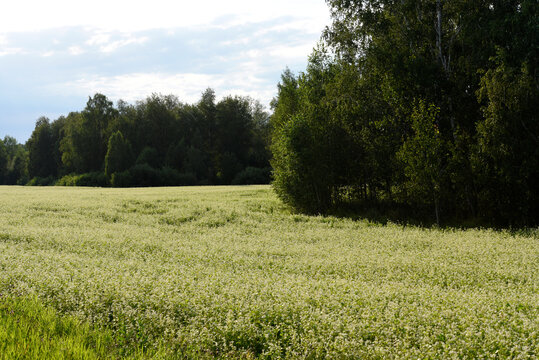 Autumn forest and field with cultivated plants. The blue sky and the forest in the field.
