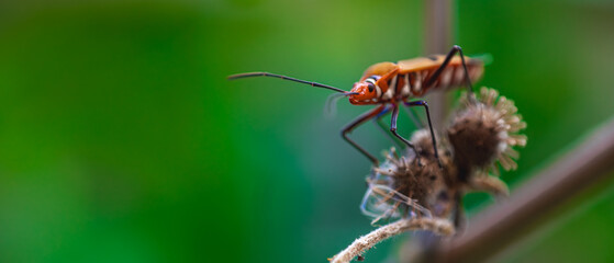 A close-up of an orange insect on a plant stem with a blurred green background. Banner for website, desktop, wallpaper, copy space for text and advertising. Nature wallpaper 21:9