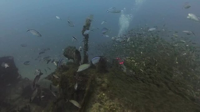 4k video of an Atlantic Goliath Grouper (Epinephelus itajara) in Jupiter, Florida, USA
