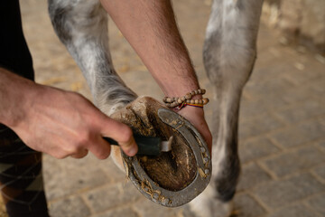 Hands of a man cleaning dirt from a horse's shoe with a clinch cutter. Horsemanship care concept
