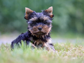 Cute and young yorkshire terrier puppy on grass