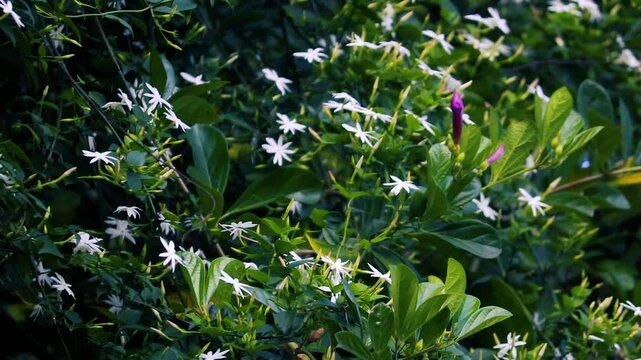 Jasmine or Jasminum is an ornamental flower plant. White small flowers 4K video