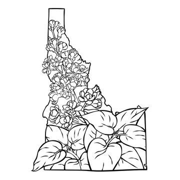 Idaho state flower, lineart vector illustration of syringa flower, fits the Idaho state map frame, cool for stickers, coloring books, t-shirts, etc.