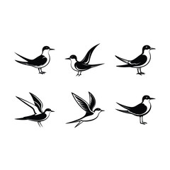 Obraz premium tern on white background, instant Digital Download. Illustration for prints on bags, posters