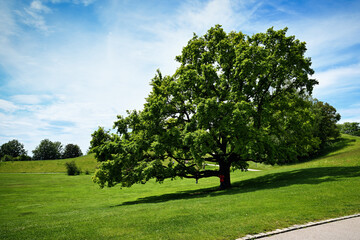 Große grüne Eiche in einem weiten Park bei sonnigem Wetter