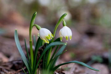 Nahaufnahme von zwei blühenden Märzenbechern (Leucojum vernum) im natürlichen Umfeld