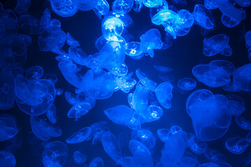 Leuchtende Quallen in tiefblauem Wasser bei Nacht