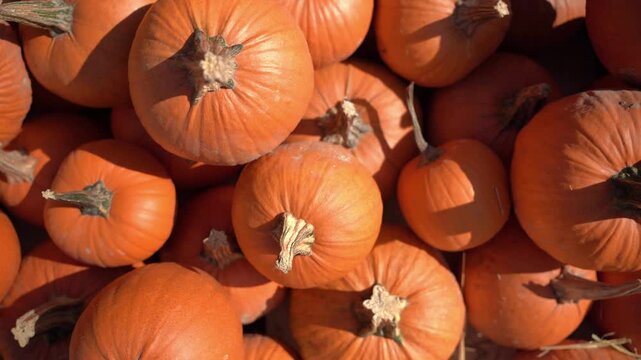 Pumpkin harvest. A huge number of orange pumpkins in the autumn rays of the sun