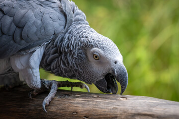 Nahaufnahme eines Graupapageis auf einem Ast im natürlichen Umfeld