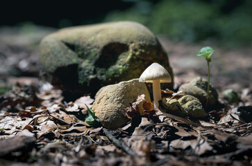 Makrofotografie eines Pilzes im Wald auf herbstlichem Waldboden neben Steinen und Laub
