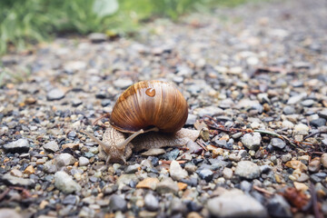 Nahaufnahme einer Schnecke mit Tropfen auf dem Gehäuse auf einem steinigen Pfad