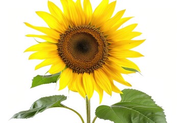 Close-up Sunflower field, beautiful sunflowers with bees
