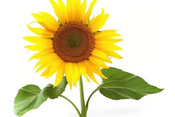 Fototapeta premium Close-up Sunflower field, beautiful sunflowers with bees