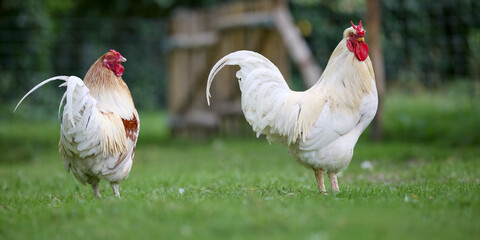 Roosters free range on the farm