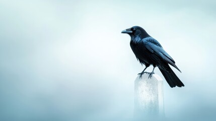 Obraz premium A lone crow perches on a weathered, crumbling tombstone, its black feathers contrasting sharply against the soft, pale sky.