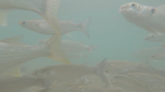 The Vortex Dance of Fish 3