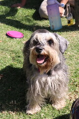 dog , perro, paseo , parque , salida , raza , pet 