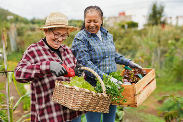Happy multiracial senior women having fun during harvest period in the garden - Female farmer...