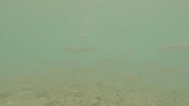 The Vortex Dance of Fish 1