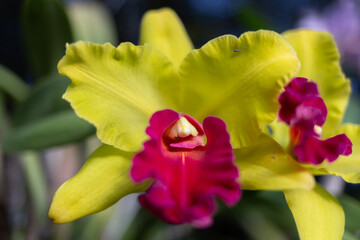 Garden of Orchids La Pajarera 2024