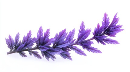 Obraz premium The Purple Foliage Branch