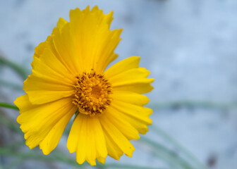Close up of a vibrant yellow lance-leaved coreopsis flower head