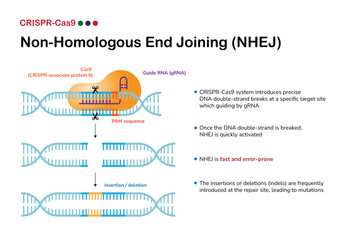 Overview of Non-Homologous End Joining (NHEJ) in CRISPR-Cas9 Gene Editing