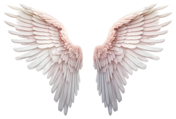 PNG Angel wing bird white background.