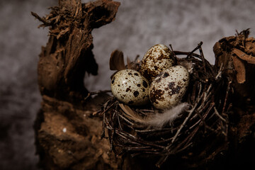three quail eggs in a tree nest