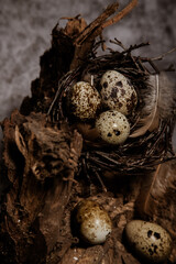 tree on which lies a nest of quail eggs