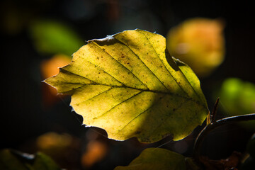Nahaufnahme eines beleuchteten gelben Herbstblattes vor dunklem Hintergrund