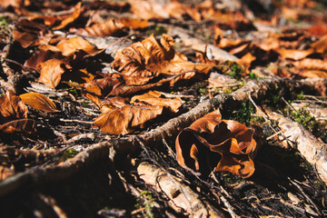 Nahaufnahme von herbstlichen, braunen Blättern und Ästen auf Waldboden