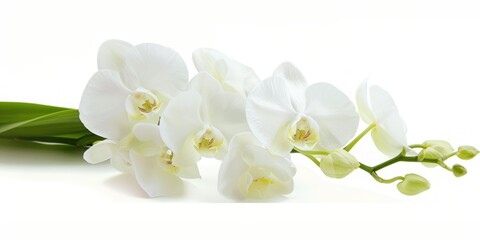 White orchid flowers with green stems isolated on a white background. Elegant and minimalist floral arrangement concept. Design for wallpaper, poster, and invitation.