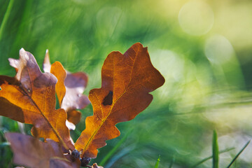 Nahaufnahme eines braunen Eichenblatts mit grünem, unscharfem Hintergrund in natürlichem Licht